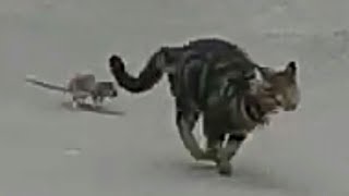 Gato corre com medo de rato