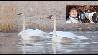 Winter Wildlife Photography -- Open Water Wildlife Oasis!