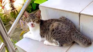 This short tail kitten is so Cute and Playful😍 #cat #cats #catvideos #kitten by Brunei Cat Lovers 352 views 1 year ago 1 minute, 36 seconds