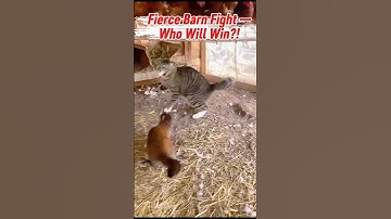 Cat vs Weasel: The Battle Inside the Chicken Coop! #catvsweasel #viralshorts #animalshorts #ai