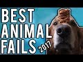 Animal Fails | The Best Of 2017 | A Fail Compilation By FailUnited