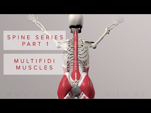 Spine Series Part 1: Multifidi Muscles (3D Animation)