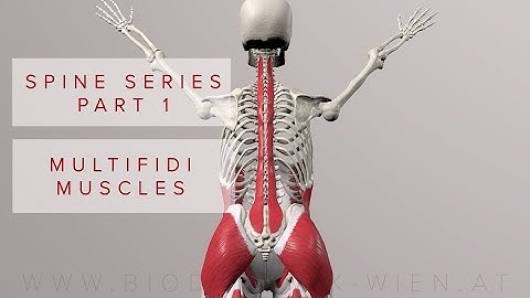 Spine Series Part 1: Multifidi Muscles (3D Animation)