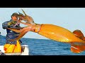 Amazing Giant Squid Catching in The Sea - Modern Fast( SQUID)Fishing Technology on Big Boat