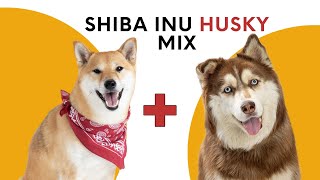 Shiba Inu Husky Mix: Everything You Need to Know