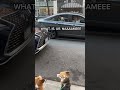 corgi road rage #corgi #funnyanimal #dogs #corgifun #funnydog