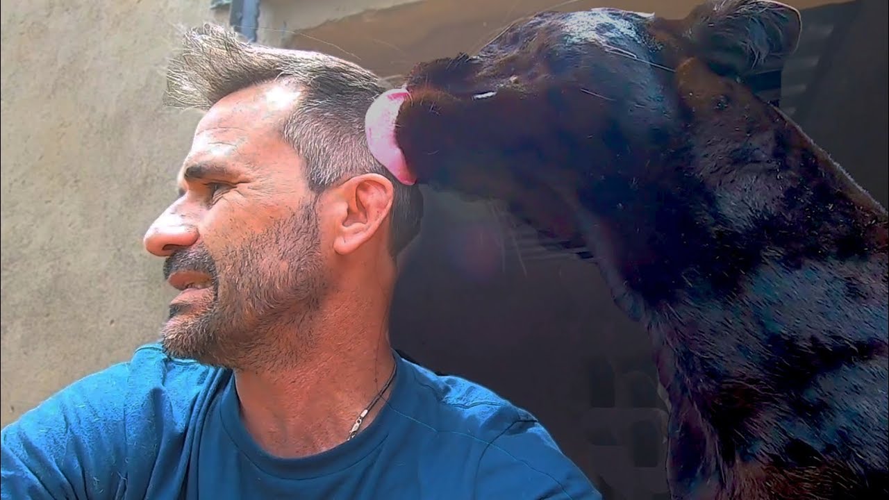 Black Leopard Kisses! | The Lion Whisperer