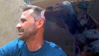 Black Leopard Kisses! | The Lion Whisperer