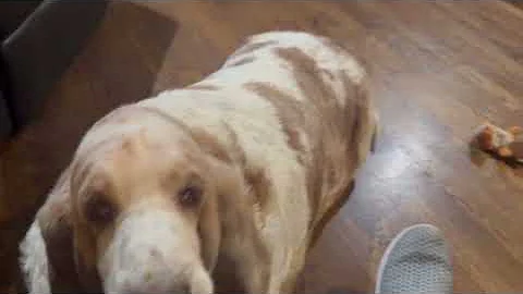 Hizzzz. Cheezzznusss