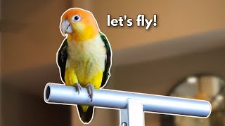 Caique Flight Training | GET RESULTS FAST!