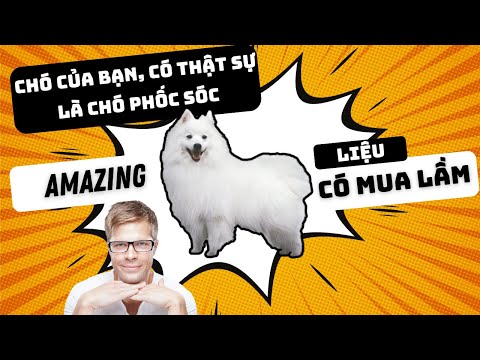 Chó của bạn có thật sự là chó phốc sóc? | Bánh Bò Pomeranian Vlog
