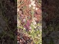 🌿Flax-leaf Fleabane 🌿 रानटी रानफुल 🌿#flowers #nature #ytshorts