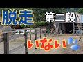 【ハプニング】脱走を覚えた引退競走馬牡馬と、弟と家族を守る１歳10ヶ月のポニーの姿が感動！