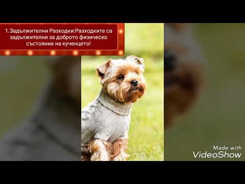 Видео: Грижа за намерено кученце
