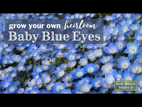 Vídeo: Baby Blue Eyes Flower Information: Como Crescer Baby Blue Eyes