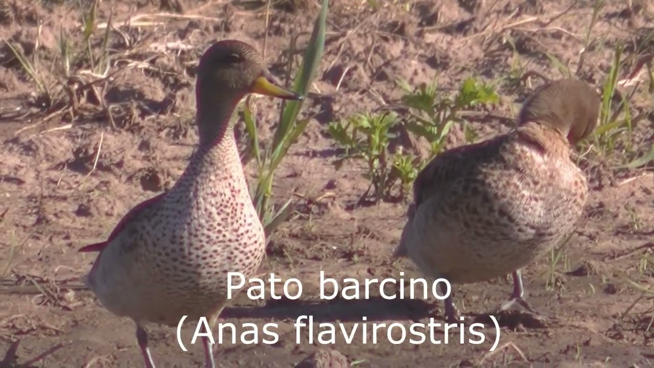 Ambientes,flora y fauna del Departamento Las Colonias Santa Fe Argentina Parte 2 Zona norte 2022