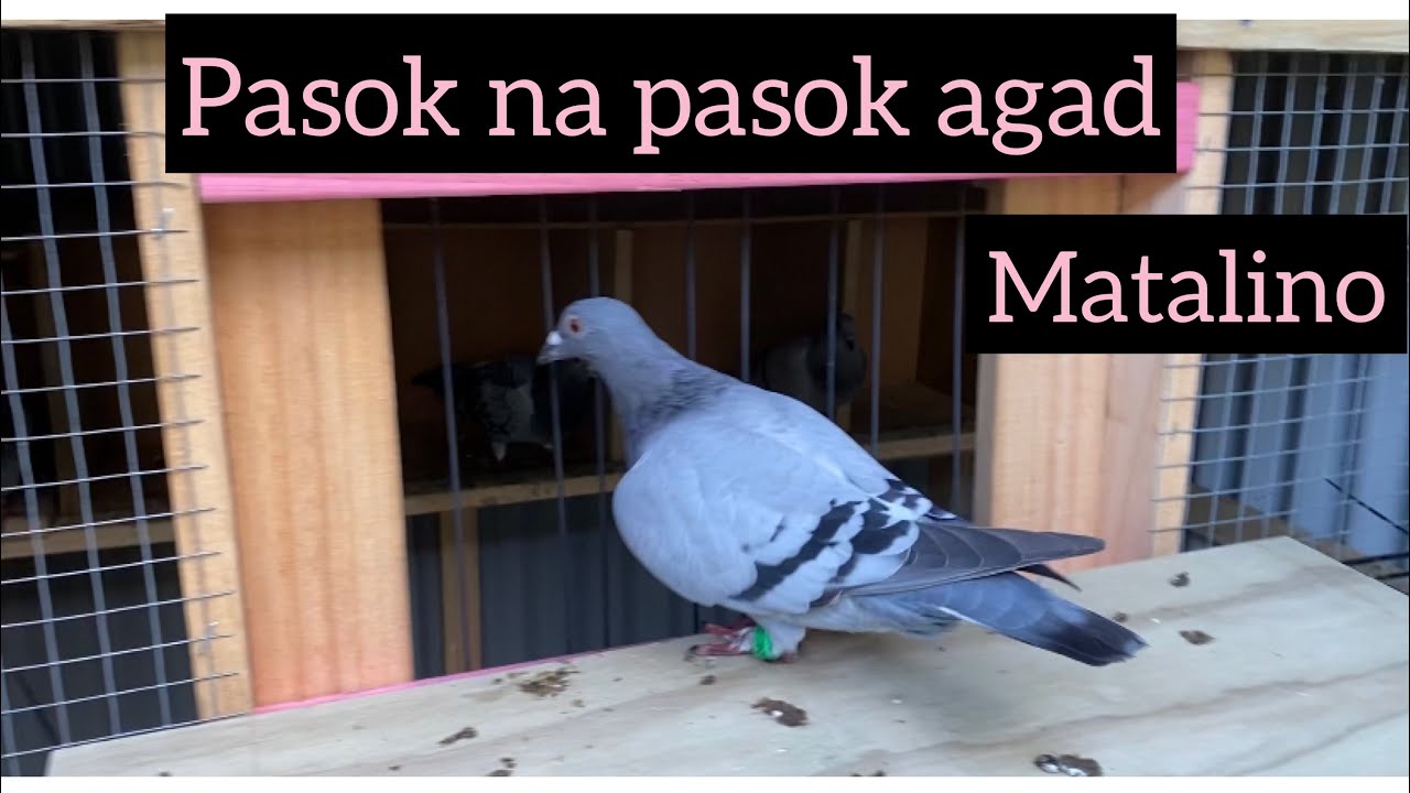 Tips: paano mag turo ng young bird na kalapati?