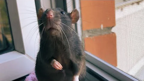 Можно гулять с крысой? 🐀