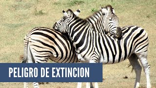 SOS Fauna: Animales en Peligro de Extinción by CurioZoo 48 views 5 months ago 2 minutes, 44 seconds