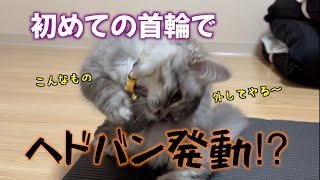 初めて首輪をつけた子猫が面白すぎた‼