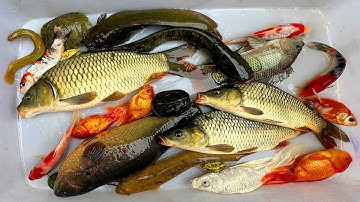 Kem Chanel lái công nông bắt cá trong chum có cá chép, cá betta, cá molly trắng, rùa con, axolotl