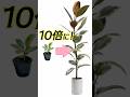 100円フィカスはどこまで育つ?3年間育てた結果 #観葉植物 #plants #ダイソー