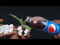 Experiment: Pepsi and Mentos vs Maize Plant