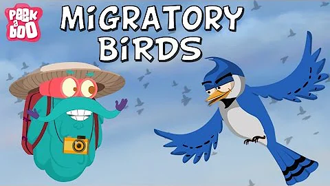 Migratory Birds | The Dr. Binocs Show | Learn Videos For Kids - DayDayNews