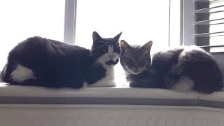 Double Cat Loaf by Tom & Mimi 1,252 views 2 weeks ago 12 seconds