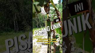 Menemukan Pisang Unik #pisang #unik #shorts