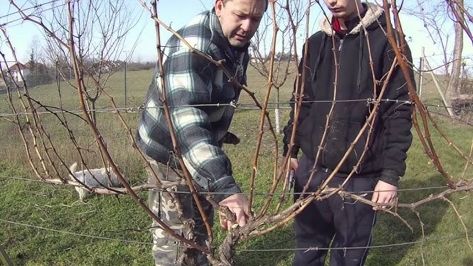 Jarni Rez Vinne Revyvideo