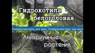 Гидрокотила белоголовая. Щитолистник белоголовый. Hydrocotyle leucocephala