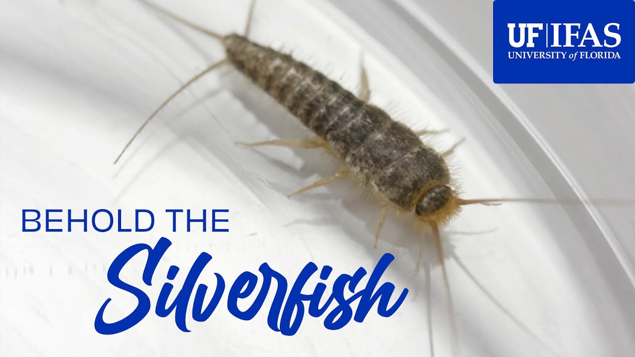 Behold the Silverfish! (or How To Deal With Silverfish) 