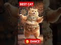 Champagne Challo Viralvideo Cat Catvideos Shortvideo 