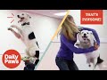 Have You Ever Seen a Dancing Dog?! | That&#39;s Pawsome | Daily Paws