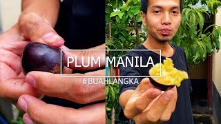BUAH LANGKA. PLUM MANILA BERBUAH TERUS DI PLANTERBAG 50 L !!!!