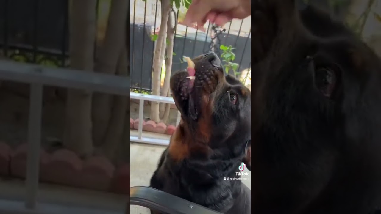 GIVING MY ROTTWEILER CHICKEN FEET - YouTube