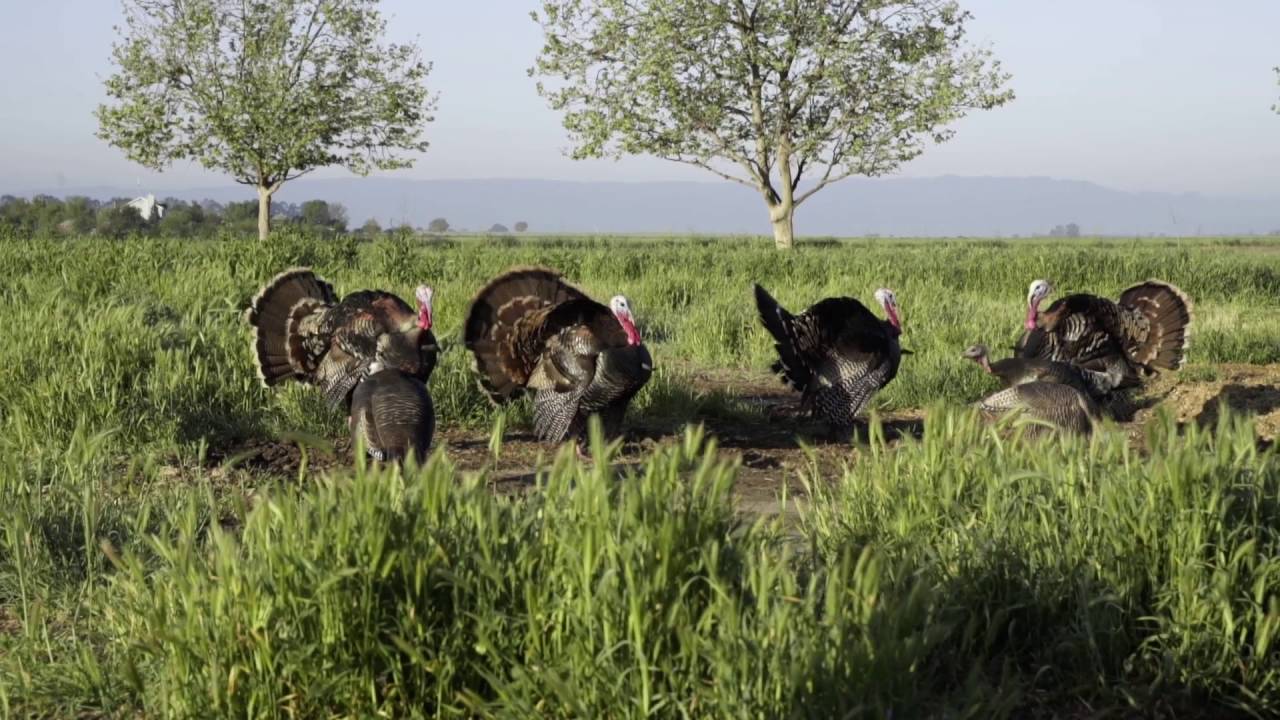 Turkey Hunt California 2016 Rossi Morreale PART 1 
