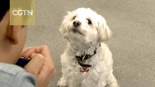 China’s pet technology industry blooms worldwide
