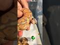Baby ball pythons molinarosnakelab shorts babysnakes reptiles royalpython pitone sawa 