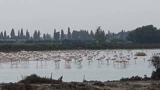 Pink Flamingos at the salt lakes in Cyprus