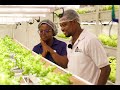 Hydroponics cultivation innovative indoor urban farming by farm estates  part 1