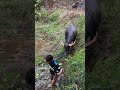 Semoga beruntung #youtube #fypシ #fypage