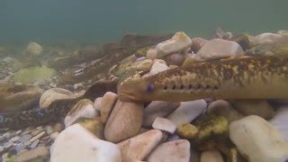 Lamprea o llamprea en el Rio Sella. Zenit Experiencias