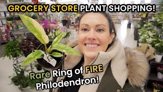 Rare Ring Of Fire Philodendron At Grocery Stores! House Plant Shopping by Plant Life with Ashley Anita 11,854 views 1 month ago 20 minutes