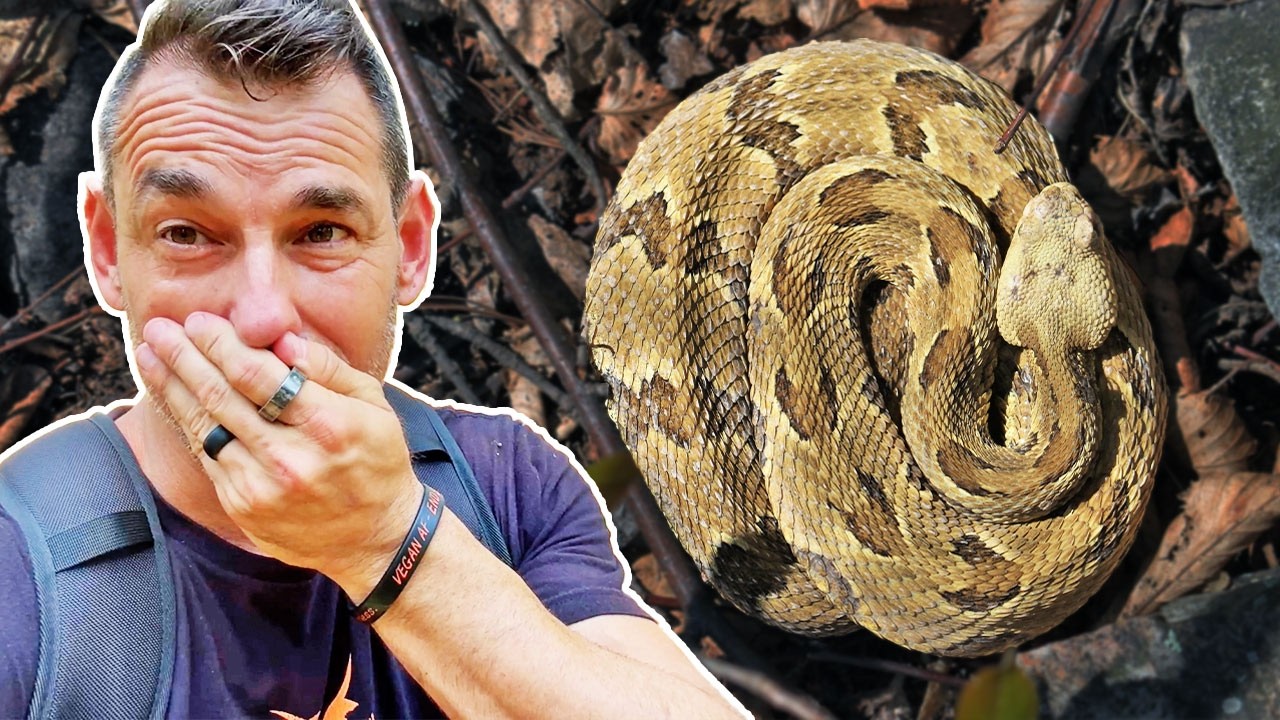 Multiple Rattle Snakes Surprised by Multiple Rattlesnakes Under My Feet - YouTube