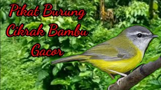 Pikat Burung Cikrak Bambu 100% ampuh