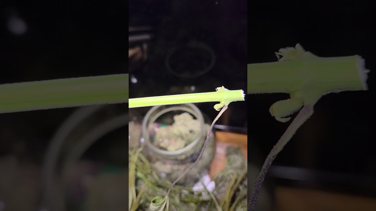 Super Purple OG Strain