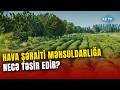Yağışlı havalar çay sahələrinə necə təsir etdi? - Sahələrdə SON DURUM