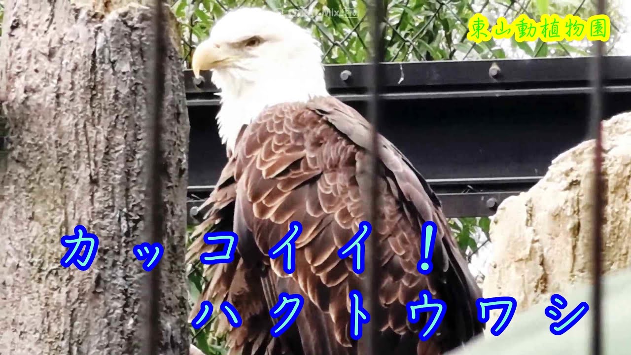 東山動物園 ハクトウワシ 鳴き声 ワシ わし ハクトウワシ かっこいい 東山動植物園 ワシ オジロワシ イヌワシ ハクトウワシ カンムリマタカ オウギワシ フィリピンワシ オナガイヌワシ Zoo Youtube 東山動物園 ハクトウワシ 鳴き声 ワシ わし ハクトウワシ かっこいい 東山動植物園 ワシ オジロワシ イヌワシ ハクトウワシ カンムリマタカ オウギワシ フィリピンワシ オナガイヌワシ Zoo Youtube
